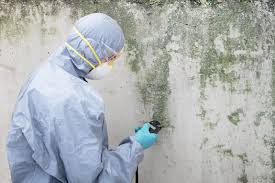 Professional Mold Removal in Wildwood, MO